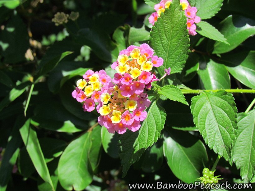 lantana flower